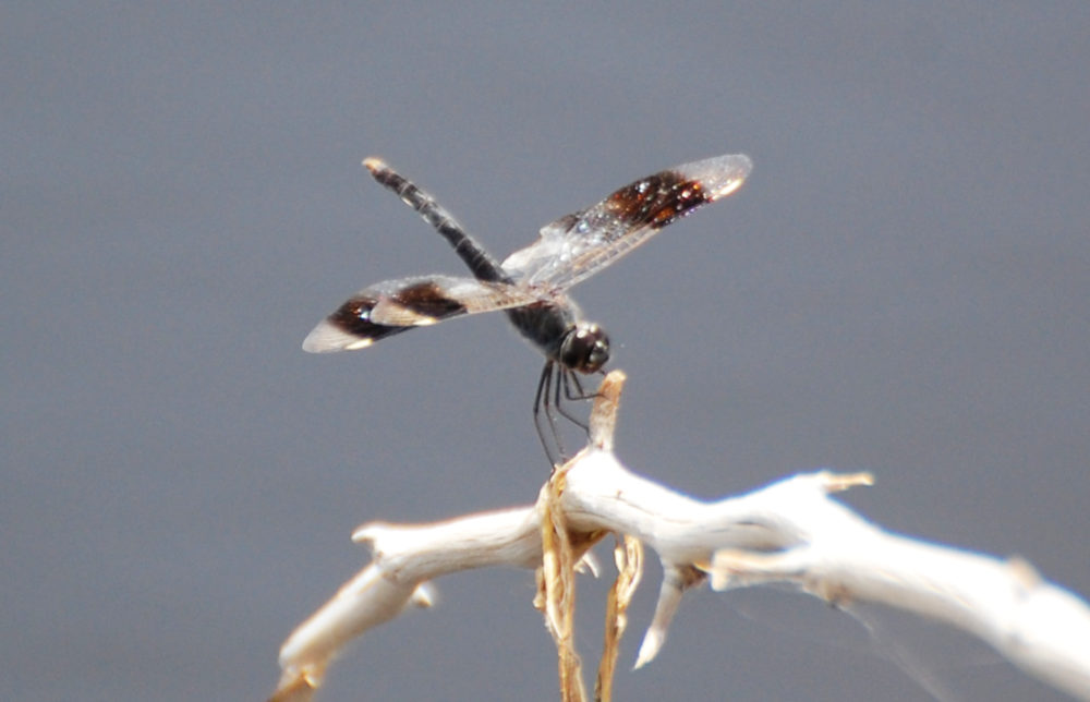 Libellula 2- Etiopia:   Brachythemis cfr. impartita